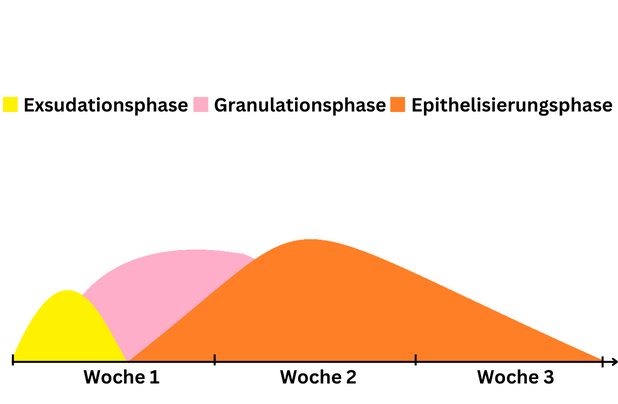 Wundheilungsphasen 