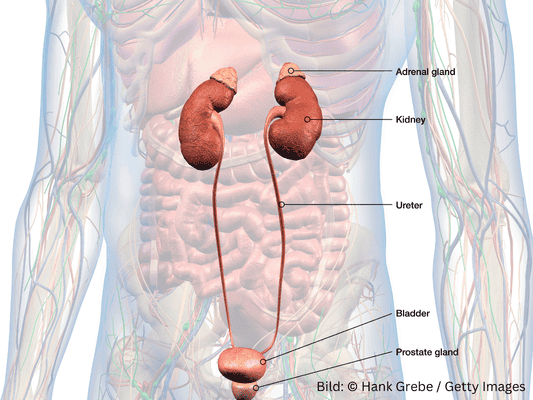 Inkontinenz Mann - Prostata Position